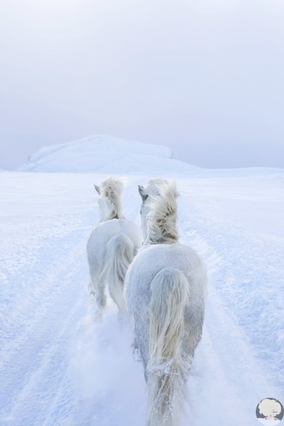 В царстве легенд : невероятно красивые фотографии лошадей среди мистических исландских пейзажей Часть 1Лошади невероятно гармонично смотрятся на фоне сказочных исландских пейзажей водопадов,